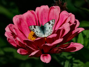 Flowers n Butterflies