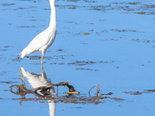 Little blue heron 