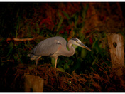 Blue Herron at Grindstone Creek 