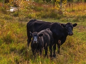 Cows In An Autumn Field