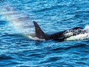 Kenai Fjords National Park
