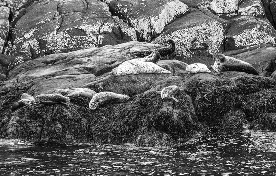 Kenai Fjords National Park