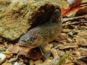 Shenandoah National Park 