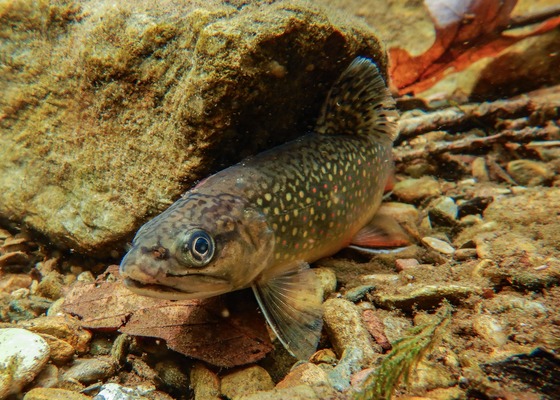 Shenandoah National Park 