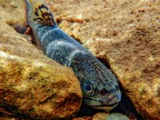 Shenandoah National Park 