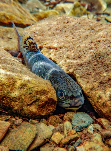 Shenandoah National Park 