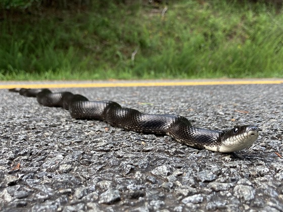 Blue Ridge Parkway 