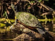 Big Cypress National Preserve 