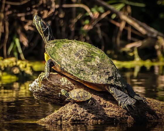 Big Cypress National Preserve 