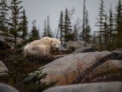 Does A Bear Poop In The Woods?