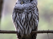 Sleepy Barred Owl