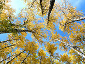 Reaching For The Sky