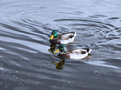 A Mallard Duo