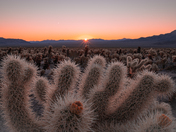 Joshua Tree National Park