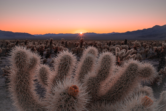 Joshua Tree National Park