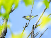 Blue-headed Vireo