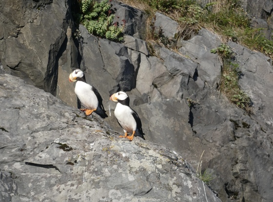 Kenai Fjords National Park 