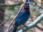 Steller's Jay