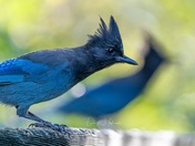 Steller's Jay