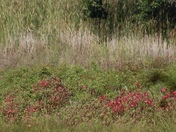 Rachel Carson National Wildlife Refuge