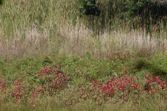 Rachel Carson National Wildlife Refuge