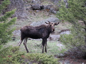 Shoshone National Forest