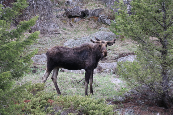 Shoshone National Forest