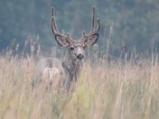 Wildfires and the Wildlife