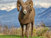 Big Ram with a Big curl...