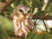 Northern Saw-Whet Owl