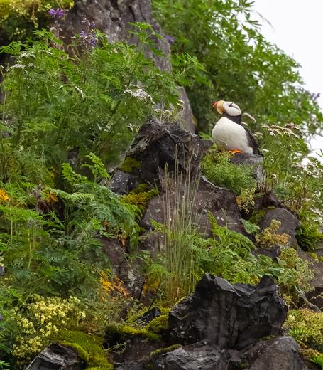 Kenai Fjords National Park