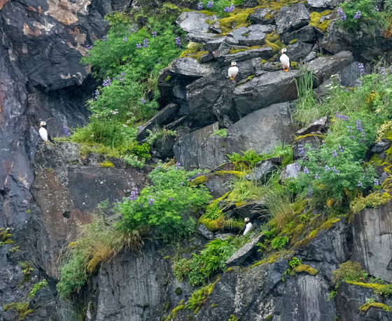 Kenai Fjords National Park