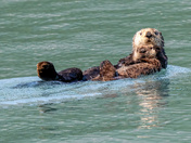 Kenai Fjords National Park