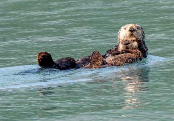 Kenai Fjords National Park