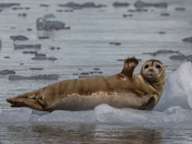 Kenai Fjords National Park