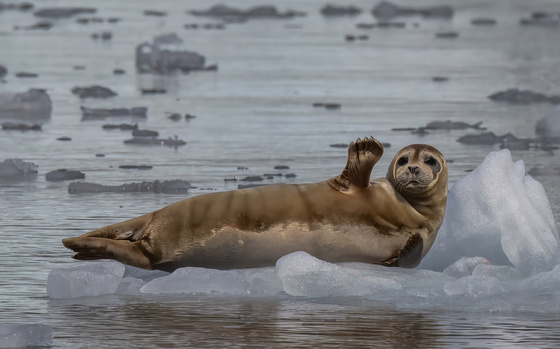 Kenai Fjords National Park