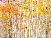 Acadia National Park, Maine