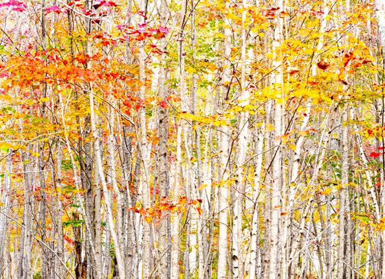 Acadia National Park, Maine