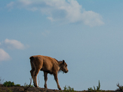 Theodore Roosevelt National Park