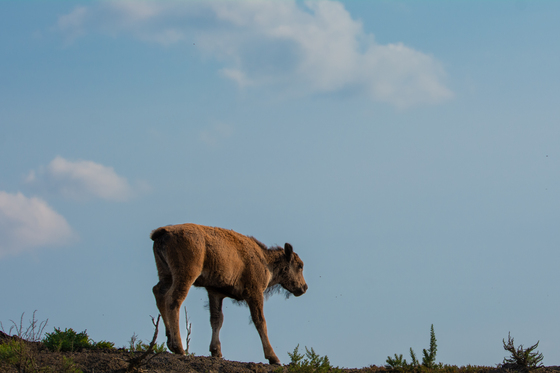 Theodore Roosevelt National Park
