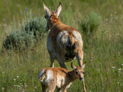 Yellowstone National Park