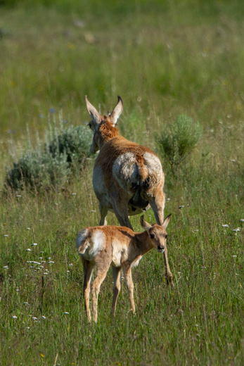 Yellowstone National Park