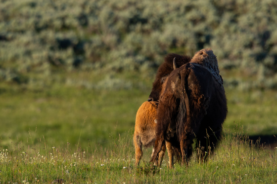 Yellowstone National Park