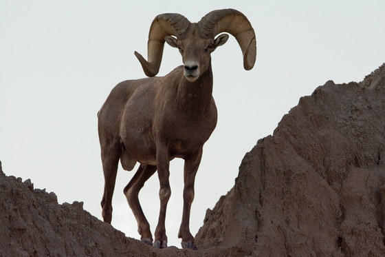 Badlands National Park