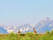 Grand Teton National Park 