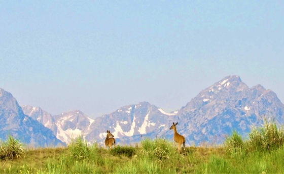Grand Teton National Park 