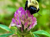 Great Smoky Mountain National Park 