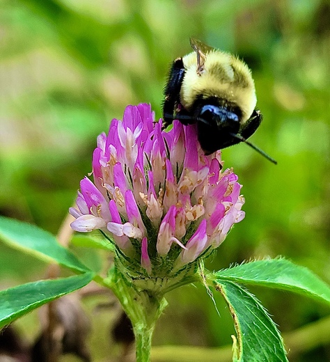 Great Smoky Mountain National Park 
