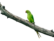 Rose Ringed Parakeet