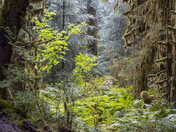 Olympic National Park